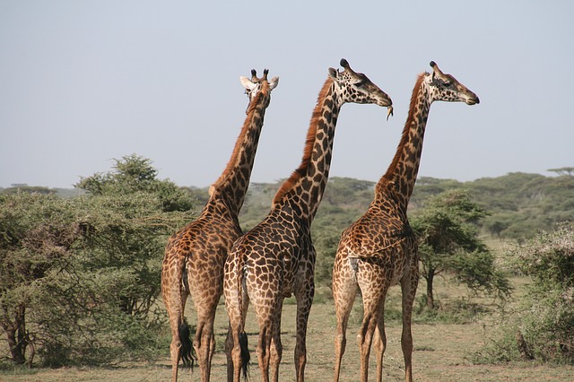 Žirafy v Afrike.jpg